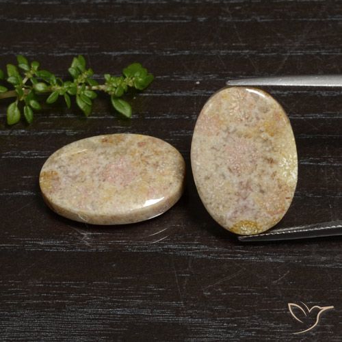 29.83ctw Natural Multicolor Coral fósil, Ovalada, Opaco