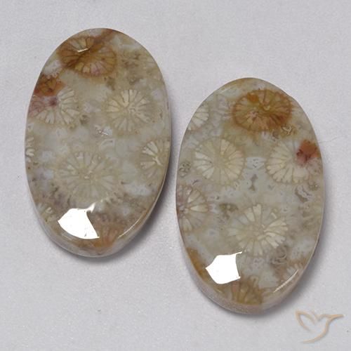 22.91ctw Natural Multicolor Coral fósil, Ovalada, Opaco