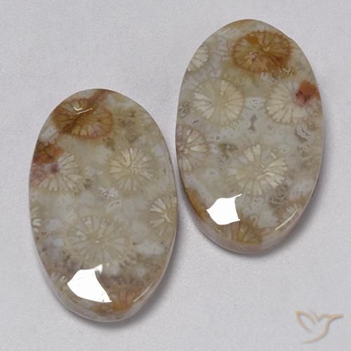 Gemas de Coral fósil Multicolor natural de 22.91 ct, Ovalada, Opaco