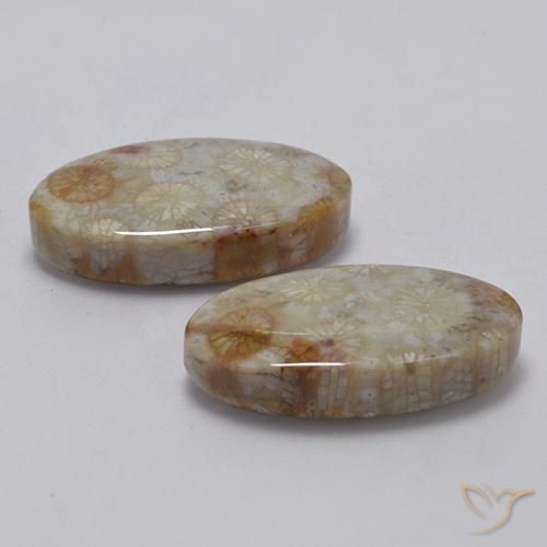 Gemas de Coral fósil Multicolor natural de 22.91 ct, Ovalada, Opaco