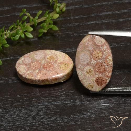 20.28ctw Natural Multicolor Coral fósil, Ovalada, Opaco