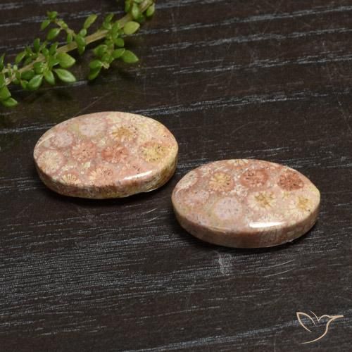 Gemas de Coral fósil Multicolor natural de 20.28 ct, Ovalada, Opaco