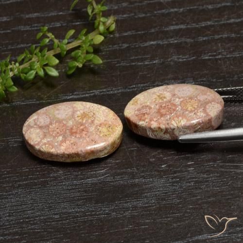 Gemas de Coral fósil Multicolor natural de 20.28 ct, Ovalada, Opaco