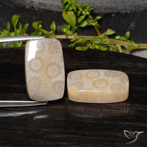 20.85ctw Natural Multicolor Coral fósil, Forma Cojín, Opaco