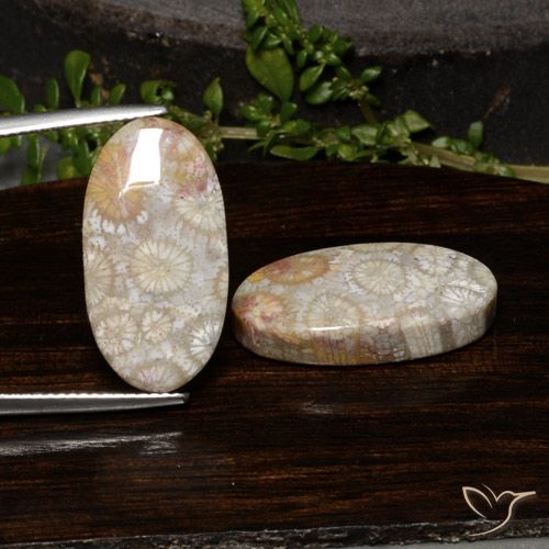 23.54ctw Natural Multicolor Coral fósil, Ovalada, Opaco