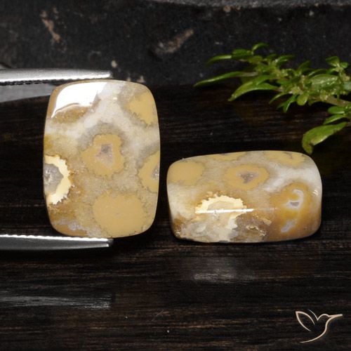 19.14ctw Natural Multicolor Coral fósil, Forma Cojín, Opaco