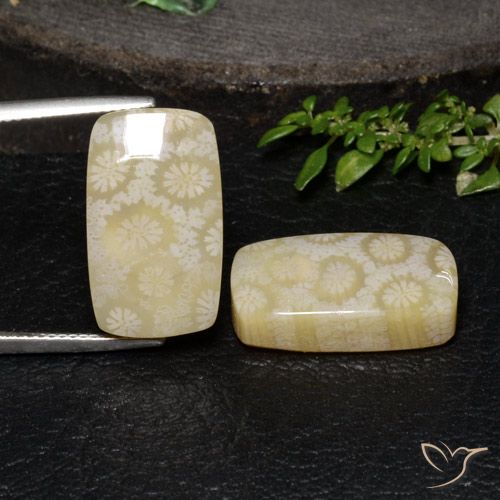 24.67ctw Natural Multicolor Coral fósil, Forma Cojín, Opaco