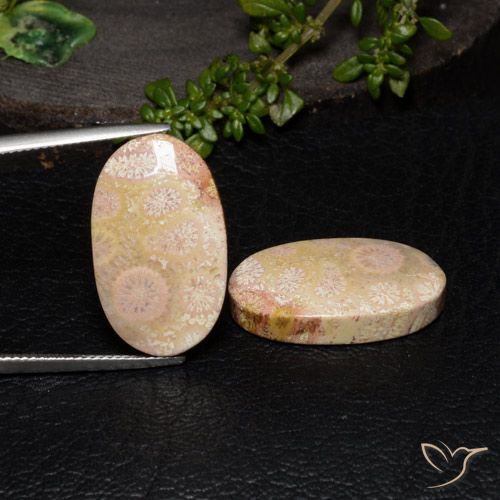 27.64ctw Natural Multicolor Coral fósil, Ovalada, Opaco