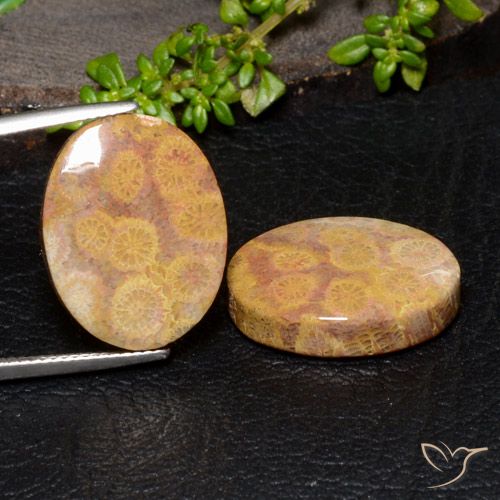 28.88ctw Natural Multicolor Coral fósil, Ovalada, Opaco
