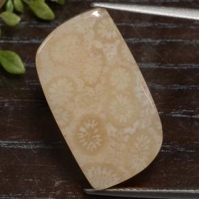 Coral fósil multicolor natural de 15,90 ct, forma elegante, opaco