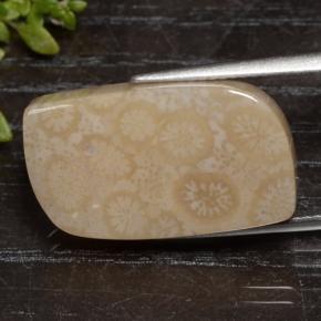 Coral fósil multicolor natural de 15,90 ct, forma elegante, opaco