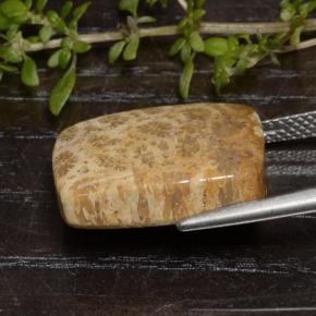 Coral fósil Multicolor natural de 13.48 ct, Corte Cojín, Opaco