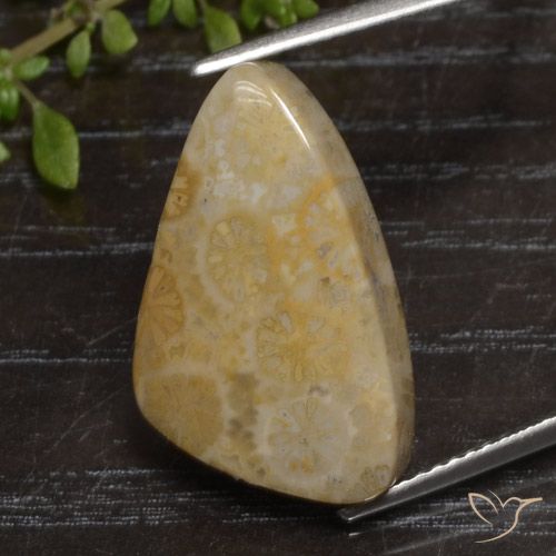 12.04ct Natural Multicolor Coral fósil, Elegante, Opaco