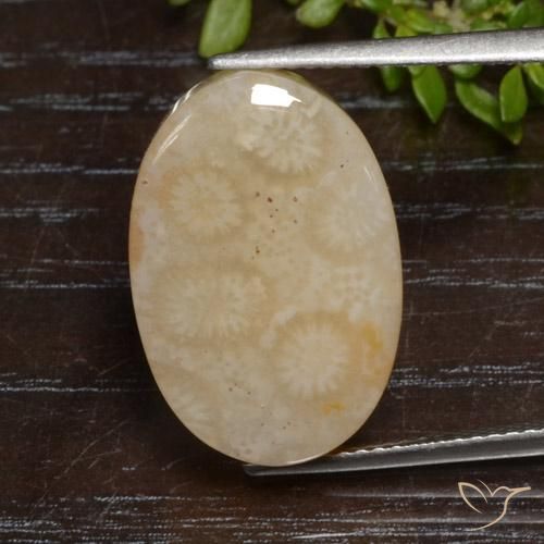 12.95ct Natural Multicolor Coral fósil, Ovalada, Opaco