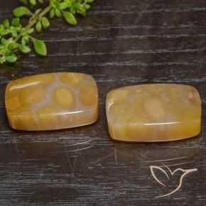 Gemas de Coral fósil Multicolor natural de 29.95 ct, Forma Cojín, Translúcido