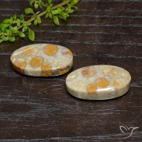 Gemas de Coral fósil Multicolor natural de 24.15 ct, Ovalada, Opaco