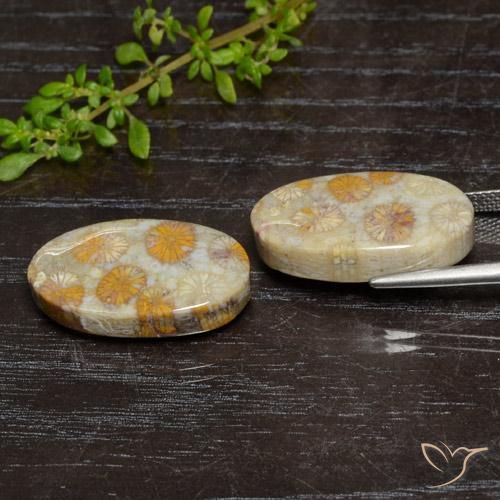 Gemas de Coral fósil Multicolor natural de 24.15 ct, Ovalada, Opaco