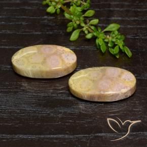 Gemas de Coral fósil Multicolor natural de 23.84 ct, Ovalada, Opaco