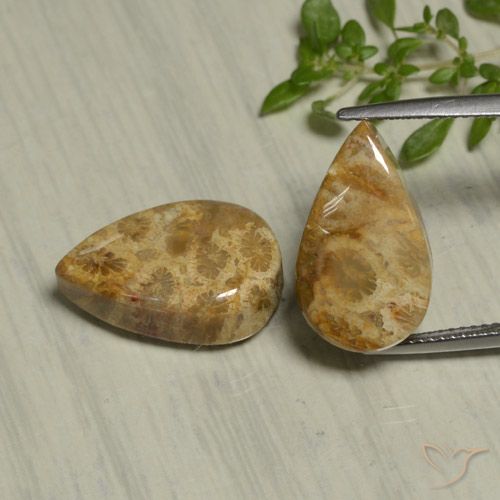 19.54ctw Natural Multicolor Coral fósil, En forma de pera, Opaco