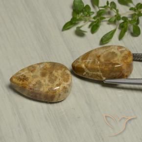 Gemas de Coral fósil Multicolor natural de 19.54 ct, En forma de pera, Opaco