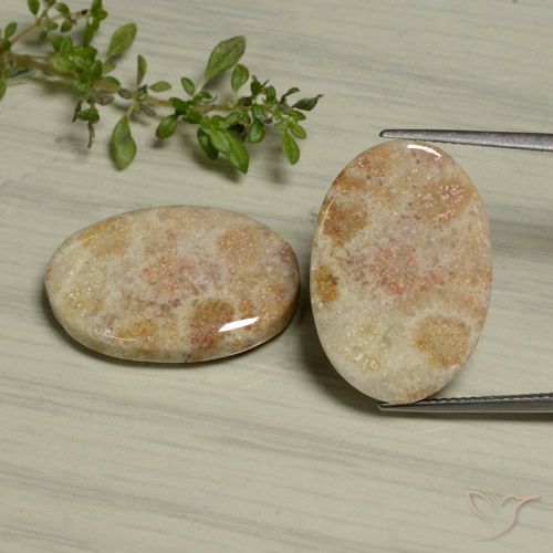 29.97ctw Natural Multicolor Coral fósil, Ovalada, Opaco