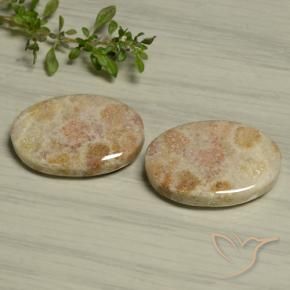 Gemas de Coral fósil Multicolor natural de 29.97 ct, Ovalada, Opaco