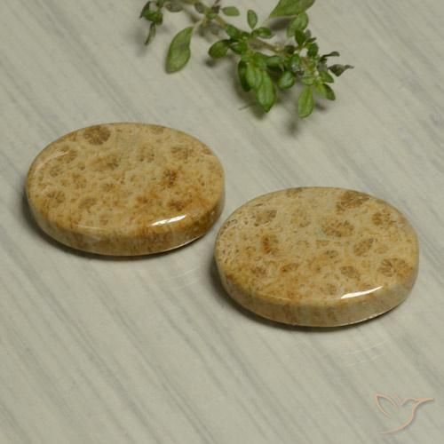 Gemas de Coral fósil Multicolor natural de 24.44 ct, Ovalada, Opaco