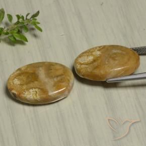 Gemas de Coral fósil Multicolor natural de 22.07 ct, Ovalada, Opaco