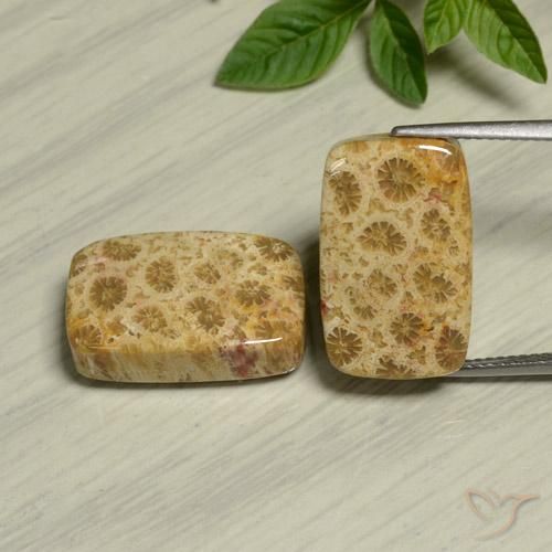 24.13ctw Natural Multicolor Coral fósil, Forma Cojín, Opaco