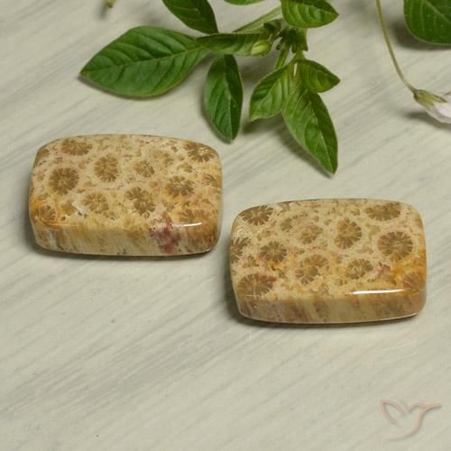 Gemas de Coral fósil Multicolor natural de 24.13 ct, Forma Cojín, Opaco