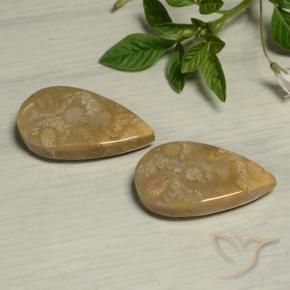 Gemas de Coral fósil Multicolor natural de 27.09 ct, En forma de pera, Opaco