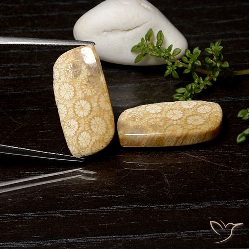25.26ctw Natural Multicolor Coral fósil, Elegante, Opaco