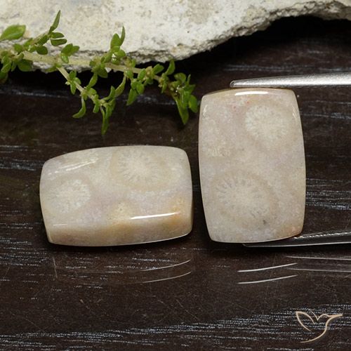 21.67ctw Natural Multicolor Coral fósil, Forma Cojín, Opaco