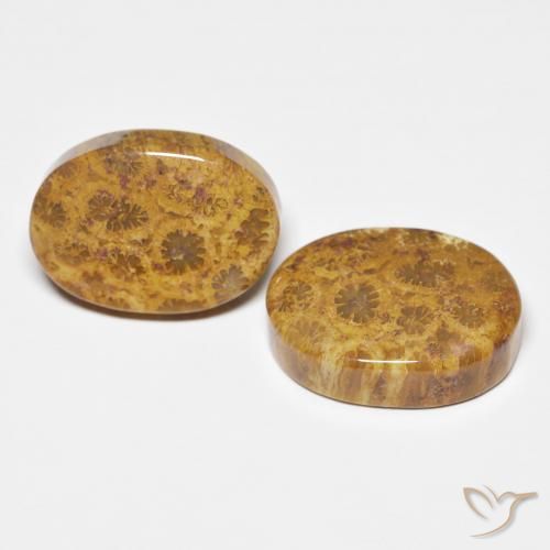 Gemas de Coral fósil Multicolor natural de 21.12 ct, Ovalada, Opaco