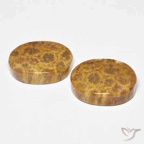 Gemas de Coral fósil Multicolor natural de 21.12 ct, Ovalada, Opaco