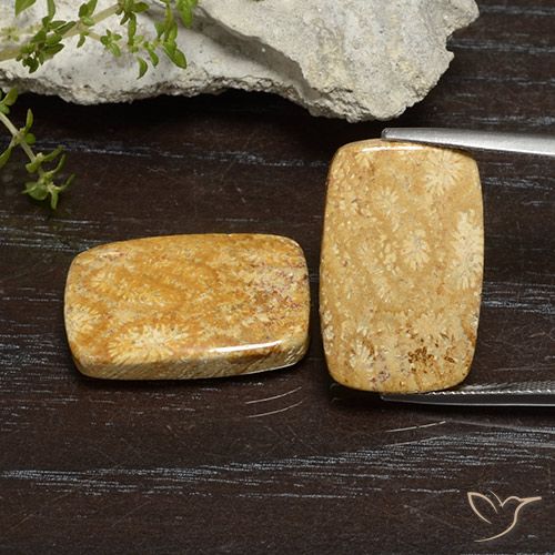 26.68ctw Natural Multicolor Coral fósil, Forma Cojín, Opaco