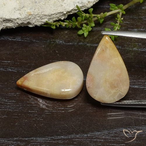 16.56ctw Natural Multicolor Coral fósil, En forma de pera, Opaco