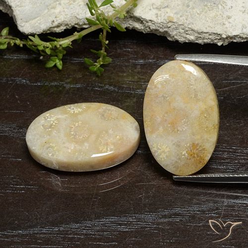 24.96ctw Natural Multicolor Coral fósil, Ovalada, Opaco