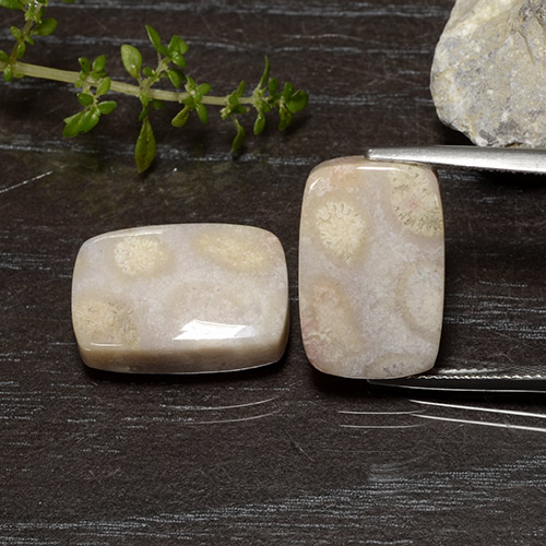 Gemas de Coral fósil Multicolor natural de 25.01 ct, Corte Cojín, Opaco