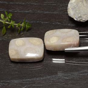 Gemas de Coral fósil Multicolor natural de 25.01 ct, Corte Cojín, Opaco