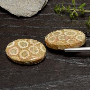 Gemas de Coral fósil Multicolor natural de 29.50 ct, Corte Óvalo, Opaco