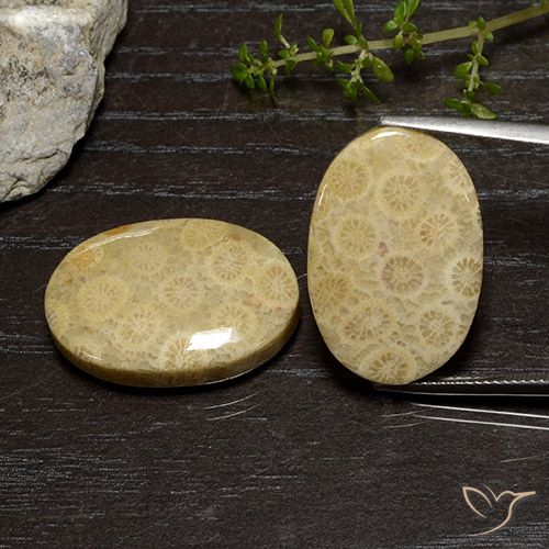 39.00ctw Natural Multicolor Coral fósil, Ovalada, Opaco