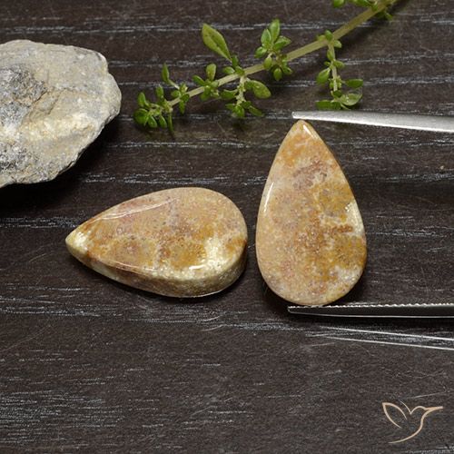 25.11ctw Natural Multicolor Coral fósil, En forma de pera, Opaco