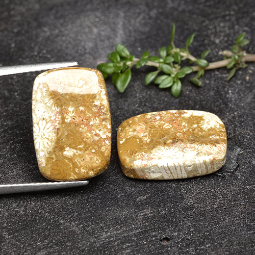 Gemas de Coral fósil Multicolor natural de 16.41 ct, Corte Cojín, Opaco