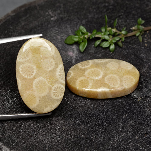 Gemas de Coral fósil Multicolor natural de 24.38 ct, Corte Óvalo, Opaco