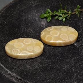 Gemas de Coral fósil Multicolor natural de 24.38 ct, Corte Óvalo, Opaco