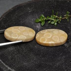 Gemas de Coral fósil Multicolor natural de 24.38 ct, Corte Óvalo, Opaco