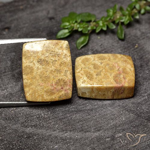 29.63ctw Natural Multicolor Coral fósil, Forma Cojín, Opaco