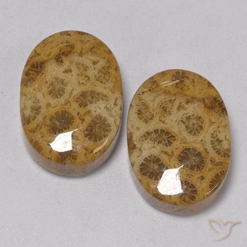 22.57ctw Natural Multicolor Coral fósil, Ovalada, Opaco