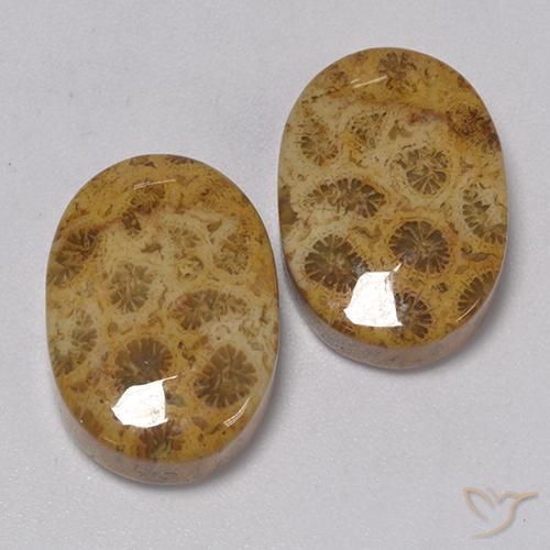 Gemas de Coral fósil Multicolor natural de 22.57 ct, Ovalada, Opaco